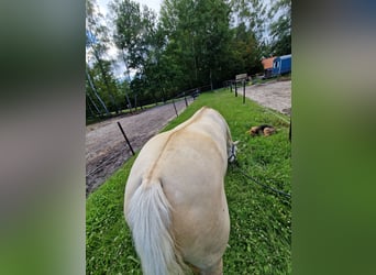 Caballo cuarto de milla, Yegua, 10 años, 150 cm, Dunalino (Cervuno x Palomino)