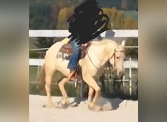 Caballo cuarto de milla, Yegua, 10 años, 150 cm, Dunalino (Cervuno x Palomino)