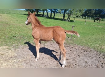 Caballo cuarto de milla, Yegua, 10 años, 150 cm, Palomino