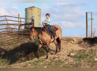 Caballo cuarto de milla, Yegua, 10 años, 150 cm