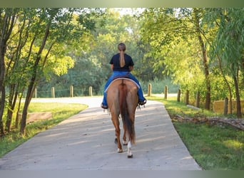 Caballo cuarto de milla, Yegua, 10 años, 150 cm, Red Dun/Cervuno