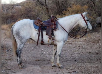 Caballo cuarto de milla, Yegua, 10 años, 150 cm, Tordo