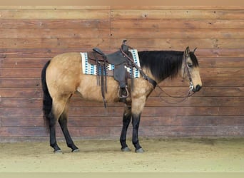Caballo cuarto de milla, Yegua, 10 años, 152 cm, Buckskin/Bayo
