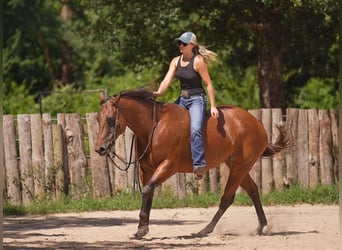 Caballo cuarto de milla, Yegua, 10 años, 152 cm, Castaño rojizo