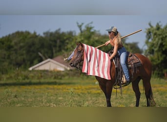 Caballo cuarto de milla, Yegua, 10 años, 152 cm, Castaño rojizo