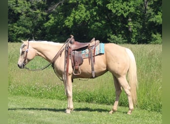 Caballo cuarto de milla, Yegua, 10 años, 152 cm, Palomino