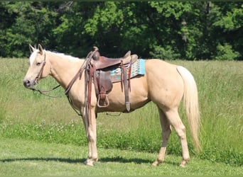 Caballo cuarto de milla, Yegua, 10 años, 152 cm, Palomino