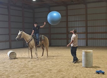 Caballo cuarto de milla, Yegua, 10 años, 152 cm, Palomino