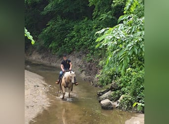 Caballo cuarto de milla, Yegua, 10 años, 152 cm, Palomino