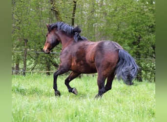 Caballo cuarto de milla, Yegua, 10 años, 154 cm, Castaño