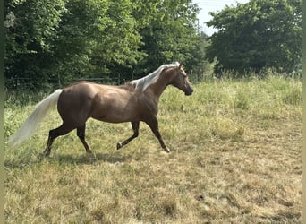 Caballo cuarto de milla, Yegua, 10 años, 154 cm, Palomino