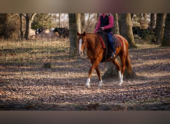 Caballo cuarto de milla, Yegua, 10 años, 155 cm, Alazán rojizo