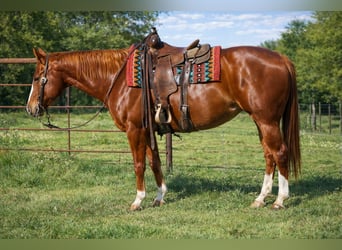 Caballo cuarto de milla, Yegua, 10 años, 155 cm, Alazán rojizo
