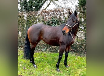 Caballo cuarto de milla, Yegua, 10 años, 155 cm, Castaño oscuro