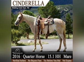 Caballo cuarto de milla, Yegua, 10 años, 155 cm, Ruano alazán