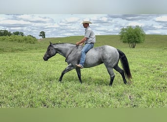 Caballo cuarto de milla, Yegua, 10 años, 155 cm, Ruano azulado