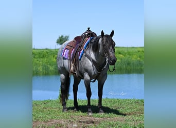 Caballo cuarto de milla, Yegua, 10 años, 155 cm, Ruano azulado