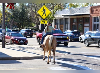 Caballo cuarto de milla, Yegua, 10 años, 157 cm, Palomino