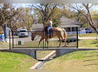 Caballo cuarto de milla, Yegua, 10 años, 157 cm, Palomino
