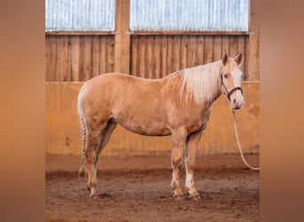 Caballo cuarto de milla Mestizo, Yegua, 10 años, 161 cm, Champán