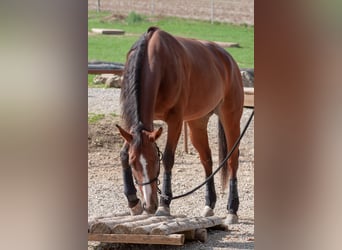 Caballo cuarto de milla, Yegua, 10 años, 162 cm, Castaño