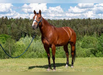 Caballo cuarto de milla, Yegua, 10 años, 162 cm, Castaño