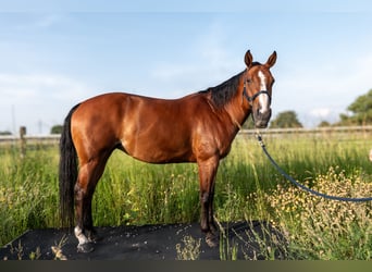 Caballo cuarto de milla, Yegua, 10 años, 162 cm, Castaño