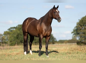 Caballo cuarto de milla, Yegua, 10 años, 170 cm, Castaño