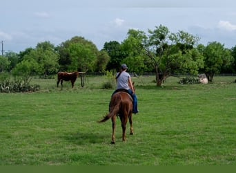 Caballo cuarto de milla, Yegua, 10 años, Alazán rojizo