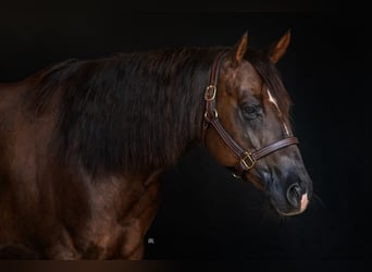 Caballo cuarto de milla, Yegua, 10 años, Alazán-tostado