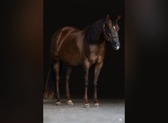 Caballo cuarto de milla, Yegua, 10 años, Alazán-tostado