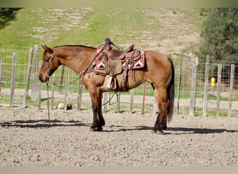 Caballo cuarto de milla, Yegua, 10 años, Bayo