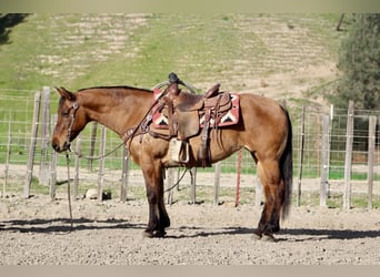Caballo cuarto de milla, Yegua, 10 años, Bayo