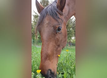 Caballo cuarto de milla, Yegua, 10 años, Castaño