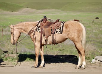 Caballo cuarto de milla, Yegua, 10 años, Palomino