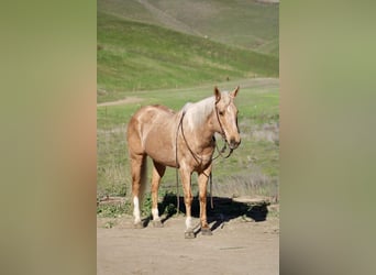 Caballo cuarto de milla, Yegua, 10 años, Palomino