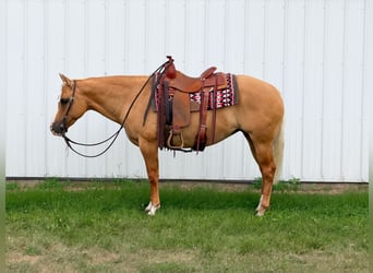 Caballo cuarto de milla, Yegua, 10 años, Palomino