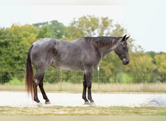 Caballo cuarto de milla, Yegua, 10 años, Ruano azulado