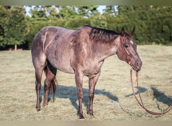 Caballo cuarto de milla, Yegua, 10 años, Ruano azulado