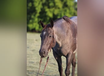 Caballo cuarto de milla, Yegua, 10 años, Ruano azulado