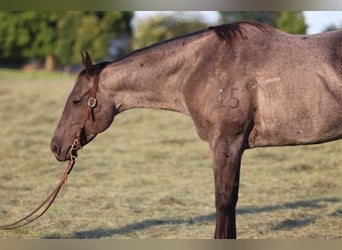 Caballo cuarto de milla, Yegua, 10 años, Ruano azulado