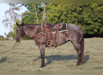 Caballo cuarto de milla, Yegua, 10 años, Ruano azulado