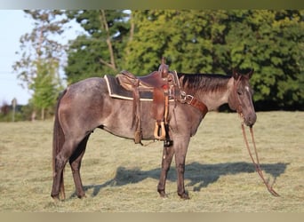 Caballo cuarto de milla, Yegua, 10 años, Ruano azulado