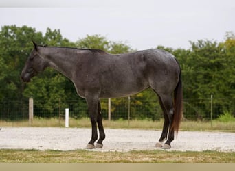 Caballo cuarto de milla, Yegua, 10 años, Ruano azulado