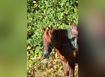Caballo cuarto de milla, Yegua, 11 años, 140 cm