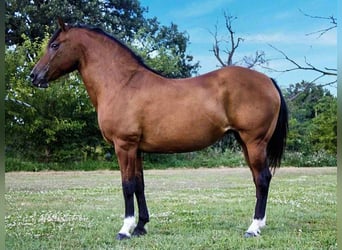 Caballo cuarto de milla, Yegua, 11 años, 147 cm, Castaño rojizo