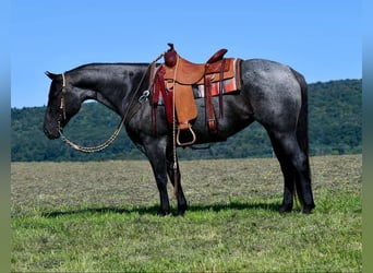 Caballo cuarto de milla, Yegua, 11 años, 147 cm, Ruano azulado