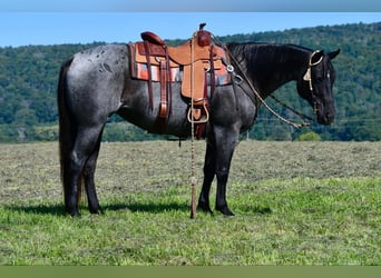 Caballo cuarto de milla, Yegua, 11 años, 147 cm, Ruano azulado