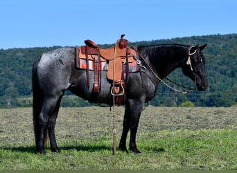 Caballo cuarto de milla, Yegua, 11 años, 147 cm, Ruano azulado