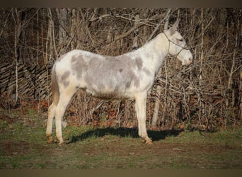 Caballo cuarto de milla, Yegua, 11 años, 147 cm, Ruano azulado